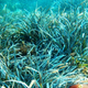 Illustration for article titled This seagrass could be a hundred thousand years old